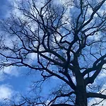 La Quercia * Sommariva del Bosco