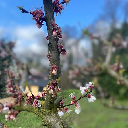 La Quercia
